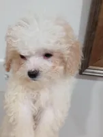 Lula, a female Cavapoo for sale in Mount Pleasant, SC – 2 of 6