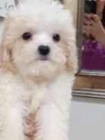 Lula, a female Cavapoo for sale in Mount Pleasant, SC – 4 of 6