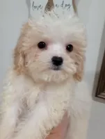 Lula, a female Cavapoo for sale in Mount Pleasant, SC – 3 of 6