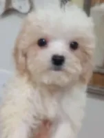 Lula, a female Cavapoo for sale in Mount Pleasant, SC – 6 of 6
