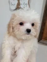 Lula, a female Cavapoo for sale in Mount Pleasant, SC – 5 of 6
