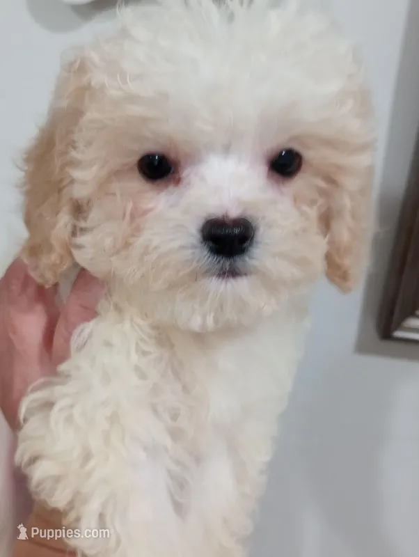 Lula – Cavapoo puppy for sale in Mount Pleasant, SC