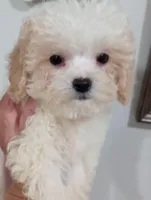 Lula, a female Cavapoo for sale in Mount Pleasant, SC – 1 of 6