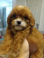 Ruby, a female Cavapoo for sale in Mount Pleasant, SC – 3 of 4
