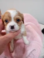 Tally, a female Cavalier King Charles Spaniel and Shih Tzu for sale in Mount Pleasant, SC – 2 of 8