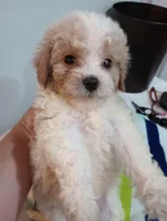 Cannoli , a male Cavapoo for sale in Mount Pleasant, SC – 3 of 3