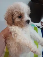 Cannoli , a male Cavapoo for sale in Mount Pleasant, SC – 2 of 3