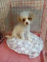 Spring, a female Cavapoo for sale in Mount Pleasant, SC – 2 of 10