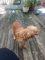 Chicken , a female Cavapoo and Cavalier King Charles Spaniel for sale in Mount Pleasant, SC – 7 of 10