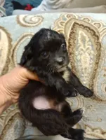 Terrace, a male Cavalier King Charles Spaniel for sale in Mount Pleasant, SC – 2 of 4