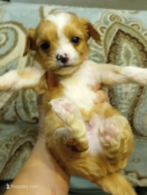 Tommy, a male Cavalier King Charles Spaniel and Shih Tzu for sale in Mount Pleasant, SC – 1 of 6