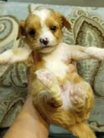 Tommy, a male Cavalier King Charles Spaniel and Shih Tzu for sale in Mount Pleasant, SC – 1 of 6