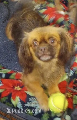 Dune – Cavalier King Charles Spaniel, Pekingese puppy for sale in Mount Pleasant, SC