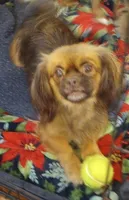 Dune, a female Cavalier King Charles Spaniel and Pekingese for sale in Mount Pleasant, SC – 1 of 3