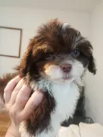 Melody , a female Shihpoo for sale in Mount Pleasant, SC – 2 of 7