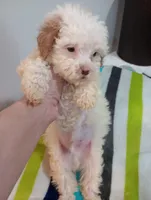 Lenny, a male Cavapoo for sale in Mount Pleasant, SC – Photo 2 of 3