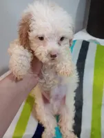 Lenny, a male Cavapoo for sale in Mount Pleasant, SC – Photo 3 of 3