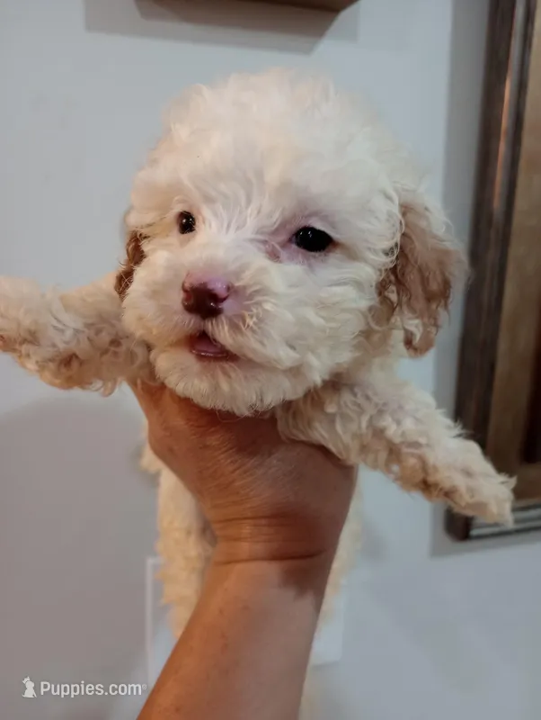 Lenny – Cavapoo puppy on hold in Mount Pleasant, SC