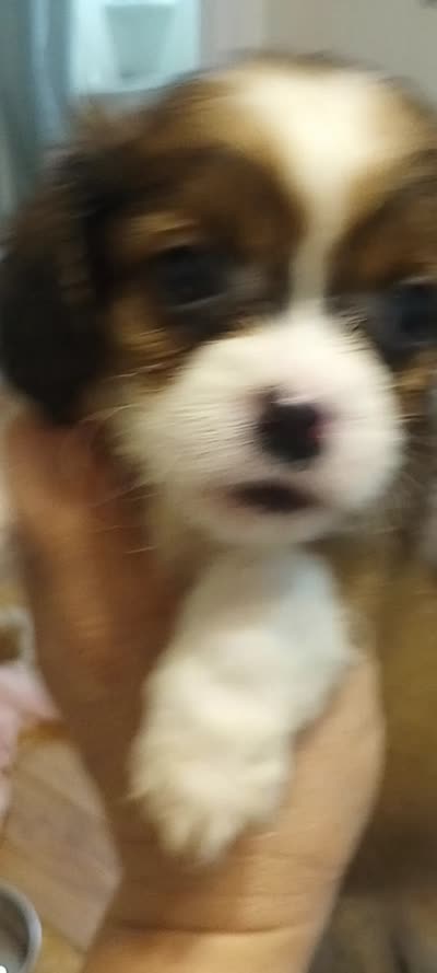 Tamara, a female Cavapoo for sale in Mount Pleasant, SC – 10 of 10