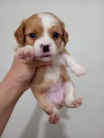 Tally, a female Cavalier King Charles Spaniel and Shih Tzu for sale in Mount Pleasant, SC – 8 of 8