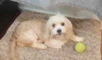 Honey , a female Cavapoo for sale in Mount Pleasant, SC – 2 of 3