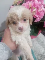 Praline, a female Cavapoo for sale in Mount Pleasant, SC – Photo 3 of 3