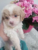 Praline, a female Cavapoo for sale in Mount Pleasant, SC – Photo 2 of 3
