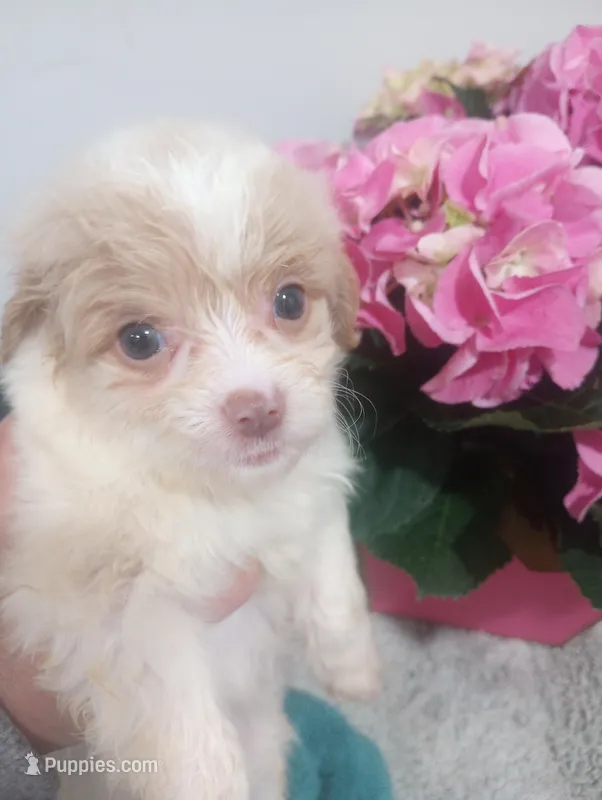 Praline – Cavapoo puppy for sale in Mount Pleasant, SC
