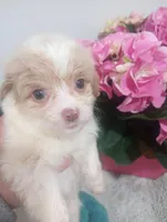Praline, a female Cavapoo for sale in Mount Pleasant, SC – Photo 1 of 3