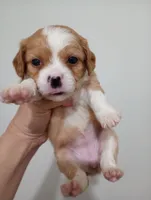 Tally, a female Cavalier King Charles Spaniel and Shih Tzu for sale in Mount Pleasant, SC – 7 of 8