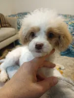 Spring, a female Cavapoo for sale in Mount Pleasant, SC – 9 of 10