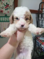 Spiro, a male Cavapoo for sale in Mount Pleasant, SC – Photo 2 of 2