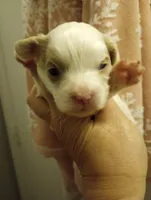 Lily, a female Cavapoo for sale in Mount Pleasant, SC – Photo 3 of 4