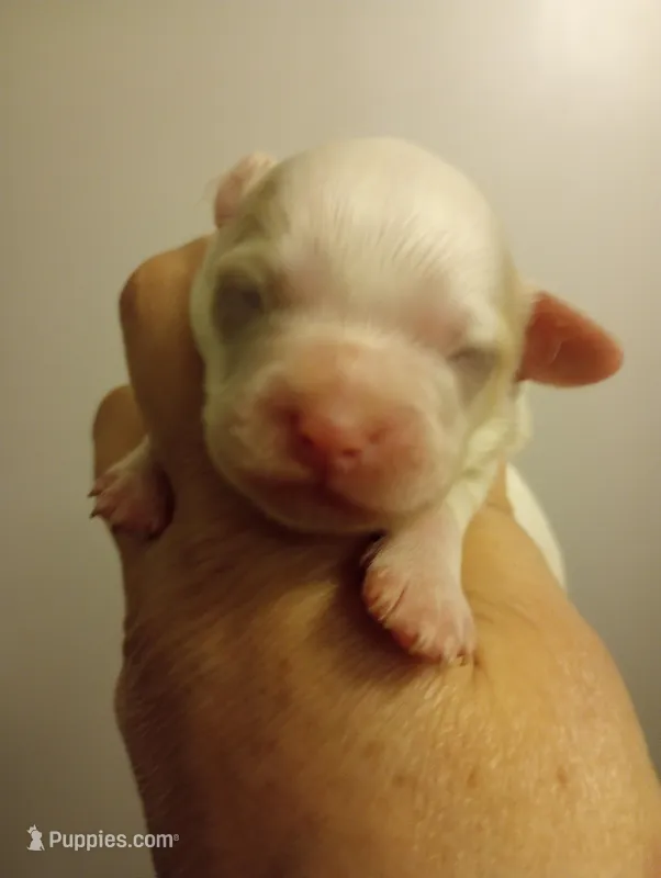 Female , a female Cavapoo for sale in Mount Pleasant, SC – Photo 1 of 8