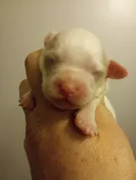 Female , a female Cavapoo for sale in Mount Pleasant, SC – Photo 1 of 8