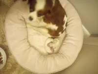 Female , a female Cavapoo for sale in Mount Pleasant, SC – Photo 6 of 8