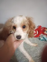 Female , a female Cavapoo for sale in Mount Pleasant, SC – Photo 7 of 8