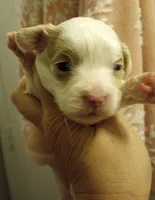 Lily, a female Cavapoo for sale in Mount Pleasant, SC – Photo 2 of 4