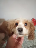 Female , a female Cavapoo for sale in Mount Pleasant, SC – Photo 8 of 8