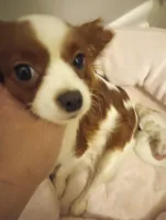 Female , a female Cavapoo for sale in Mount Pleasant, SC – Photo 5 of 8