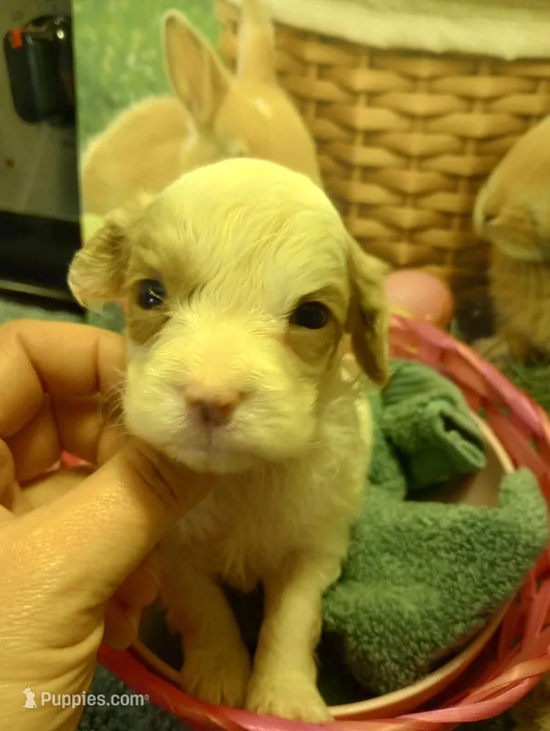 Lily – Cavapoo puppy for sale in Mount Pleasant, SC