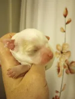 Female , a female Cavapoo for sale in Mount Pleasant, SC – Photo 2 of 8