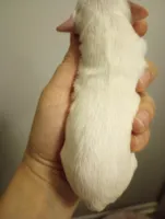 Female , a female Cavapoo for sale in Mount Pleasant, SC – Photo 4 of 8