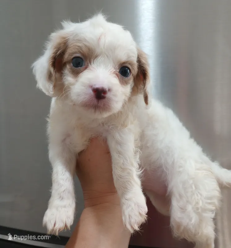 Lily – Cavapoo puppy for sale in Mount Pleasant, SC