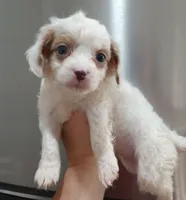 Lily, a female Cavapoo for sale in Mount Pleasant, SC – Photo 1 of 3