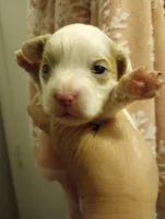 Lily, a female Cavapoo for sale in Mount Pleasant, SC – Photo 4 of 4
