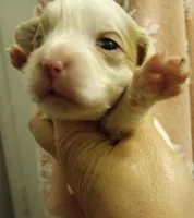 Lily, a female Cavapoo for sale in Mount Pleasant, SC – Photo 1 of 4