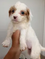 Lily, a female Cavapoo for sale in Mount Pleasant, SC – Photo 3 of 3