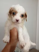 Lily, a female Cavapoo for sale in Mount Pleasant, SC – Photo 2 of 3