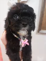 Ebony, a female Cavapoo for sale in Mount Pleasant, SC – 2 of 8